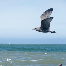 Une mouette vole au dessus de la mer