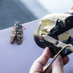 Une personne prend une photo d'un insecte